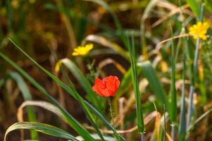 One bright red poppy in the middle of young wheat field with blue sky on a summer day 1 photo