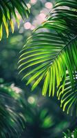 Lush Green Palm Fronds Under Sunlight in a Tropical Forest photo