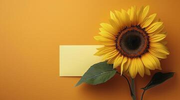 Sunflower Blooming on Yellow Background With Green Leaves photo