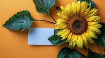 Sunflower With Paper Attachment photo