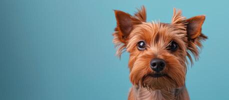 Small Brown Dog With Long Hair on Blue Background photo