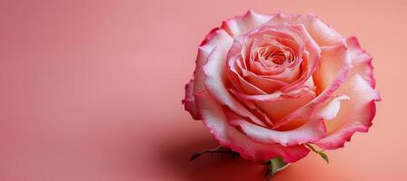 Pink Rose on Pink Background photo