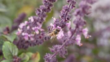 europeu inseto animais selvagens - abelha - super lento movimento 4k 120fps video