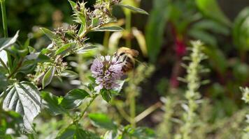 European Insect Wildlife - Bee - Super Slow Motion 4K 120fps video