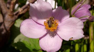 européen insecte faune - abeille - super lent mouvement 4k 120fps video