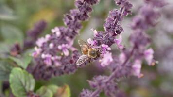 européen insecte faune - abeille - super lent mouvement 4k 120fps video