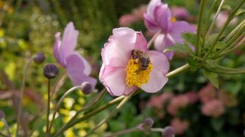 européen insecte faune - abeille - super lent mouvement 4k 120fps video