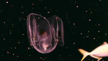 Night shot - glowing Spot Winged Comb Jelly, Jellyfish in coral reef of Caribbean Sea video