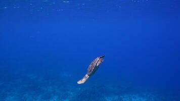 4k 120fps - - Habichtschnabel Meer Schildkröte im das Ozean im Super schleppend Bewegung video