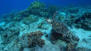 4K 120fps - Hawksbill Sea Turtle in the Ocean in super slow motion video