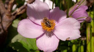 European Insect Wildlife - Bee - Super Slow Motion 4K 120fps video