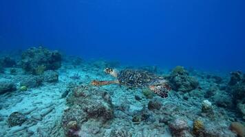 4K 120fps - Hawksbill Sea Turtle in the Ocean in super slow motion video