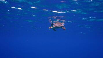 4k 120fps - tortue imbriquée mer tortue dans le océan dans super lent mouvement video