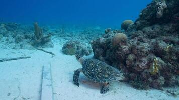 4K 120fps - Hawksbill Sea Turtle in the Ocean in super slow motion video