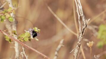 Bumblebee on a passion flower - Super Slow Motion 4K 120fps video