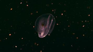 Night shot - glowing Spot Winged Comb Jelly, Jellyfish in coral reef of Caribbean Sea video