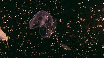 Night shot - glowing Spot Winged Comb Jelly, Jellyfish in coral reef of Caribbean Sea video