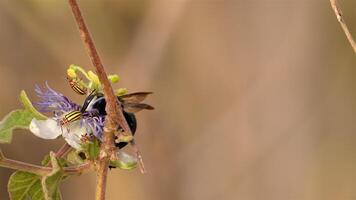 Bumblebee on a passion flower - Super Slow Motion 4K 120fps video