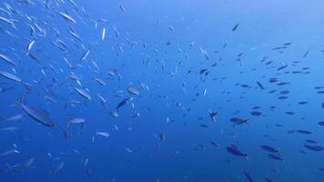 enseñanza pescado en el coral arrecife de el caribe mar video