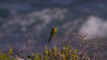 pájaro fauna silvestre - perico en súper lento movimiento 4k 120fps video