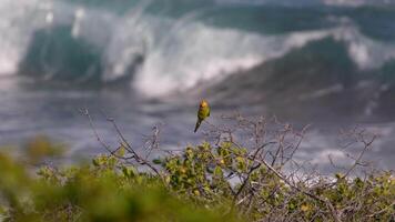 Bird Wildlife - Parakeet in Super Slow Motion 4K 120fps video