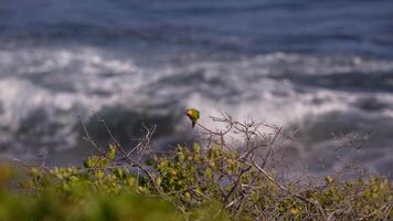 oiseau faune - perruche dans super lent mouvement 4k 120fps video