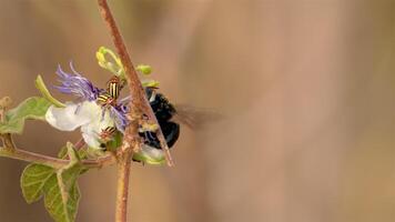 bourdon sur une passion fleur - super lent mouvement 4k 120fps video