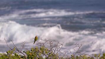 Bird Wildlife - Parakeet in Super Slow Motion 4K 120fps video