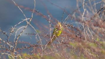 oiseau faune - perruche dans super lent mouvement 4k 120fps video