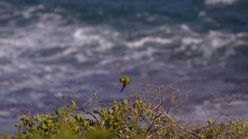 uccello natura - parrocchetto nel super lento movimento 4k 120 fps video