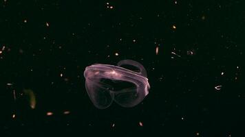 Night shot - glowing Spot Winged Comb Jelly, Jellyfish in coral reef of Caribbean Sea video