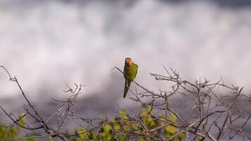 uccello natura - parrocchetto nel super lento movimento 4k 120 fps video