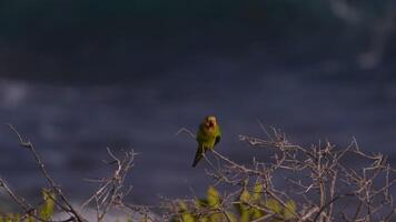 uccello natura - parrocchetto nel super lento movimento 4k 120 fps video