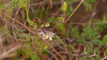 oiseau faune - colibri dans super lent mouvement 4k 120fps video