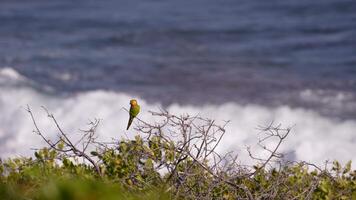 Bird Wildlife - Parakeet in Super Slow Motion 4K 120fps video