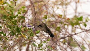 oiseau faune - colibri dans super lent mouvement 4k 120fps video