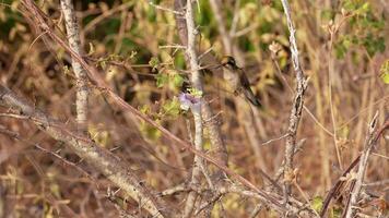 pájaro fauna silvestre - colibrí en súper lento movimiento 4k 120fps video