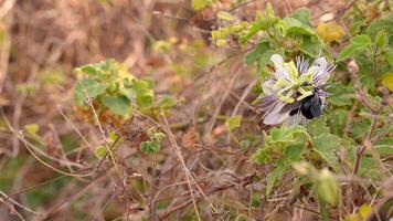 bourdon sur une passion fleur - super lent mouvement 4k 120fps video