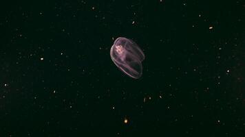 Night shot - glowing Spot Winged Comb Jelly, Jellyfish in coral reef of Caribbean Sea video