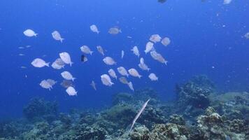 scolarité poisson dans le corail récif de le Caraïbes mer video