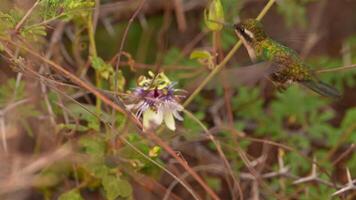 oiseau faune - colibri dans super lent mouvement 4k 120fps video