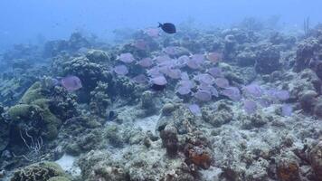 Schooling fish in the coral reef of the Caribbean Sea video