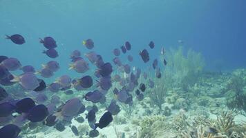 hdr Schwärmen Surgeonfish im das Karibik Meer video