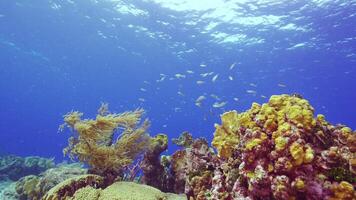 hdr coloré Caraïbes récif poisson dans lent mouvement video