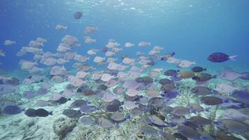 hdr Schwärmen Surgeonfish im das Karibik Meer video