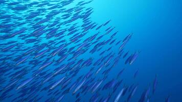 Schooling fish in the coral reef of the Caribbean Sea video