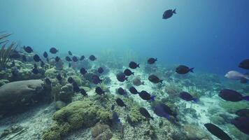 hdr haut-fond chirurgien dans le Caraïbes mer video