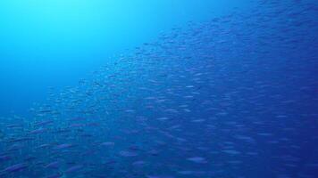 Schooling fish in the coral reef of the Caribbean Sea video