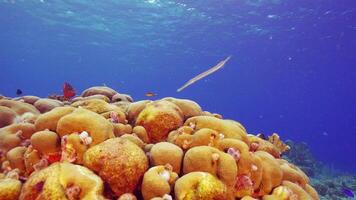 hdr coloré Caraïbes récif poisson dans lent mouvement video