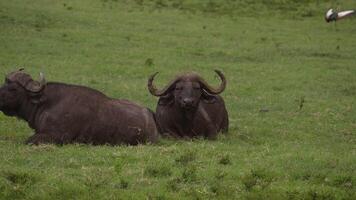 African buffalos lie on green grass video